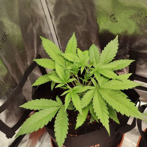 HulkBerry Automatic #1 growlog timeline photo