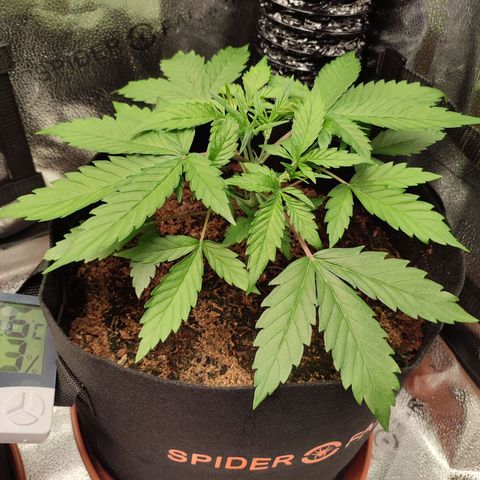 HulkBerry Automatic #2 growlog timeline photo