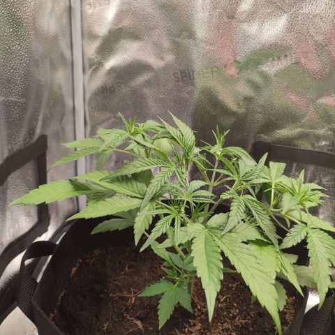 HulkBerry Automatic #1 growlog timeline photo