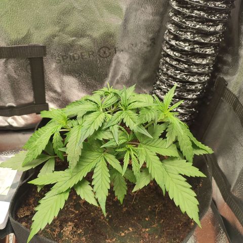 HulkBerry Automatic #2 growlog timeline photo