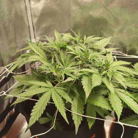 HulkBerry Automatic #1 growlog timeline photo
