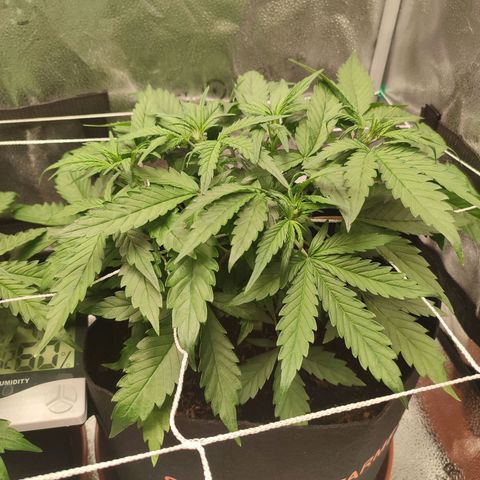HulkBerry Automatic #2 growlog timeline photo