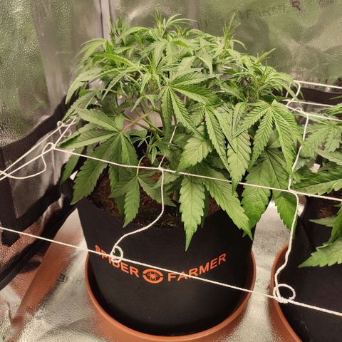 HulkBerry Automatic #1 growlog timeline photo
