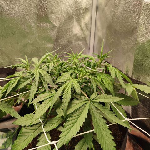 HulkBerry Automatic #2 growlog timeline photo
