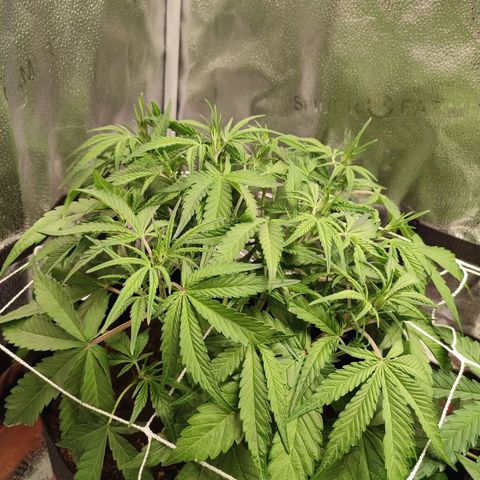 HulkBerry Automatic #1 growlog timeline photo