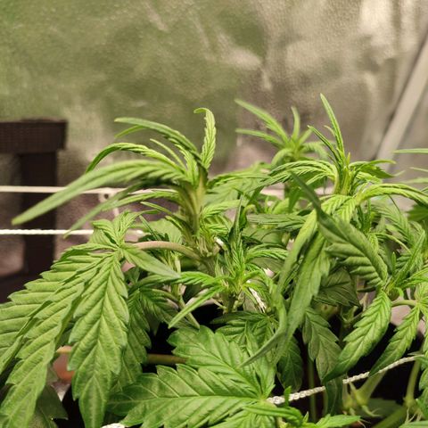 HulkBerry Automatic #2 growlog photo: First signs of preflower 
