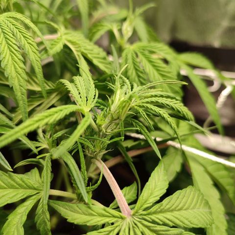 HulkBerry Automatic #1 growlog photo: First signs of preflower 