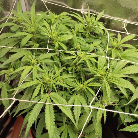 HulkBerry Automatic #1 growlog timeline photo