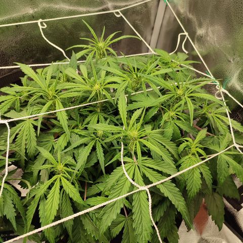 HulkBerry Automatic #2 growlog timeline photo