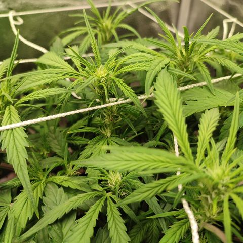 HulkBerry Automatic #2 growlog timeline photo