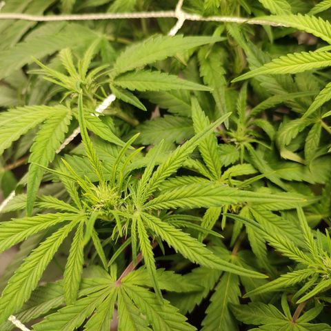 HulkBerry Automatic #1 growlog timeline photo