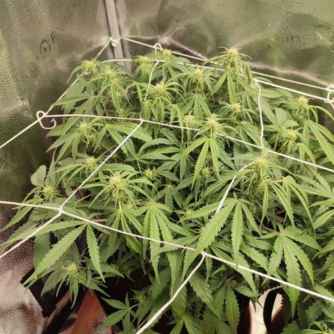 HulkBerry Automatic #1 growlog timeline photo