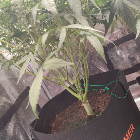 HulkBerry Automatic #1 growlog timeline photo