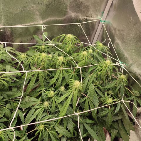 HulkBerry Automatic #2 growlog timeline photo