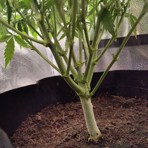 HulkBerry Automatic #2 growlog timeline photo