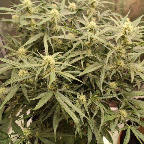 HulkBerry Automatic #1 growlog timeline photo