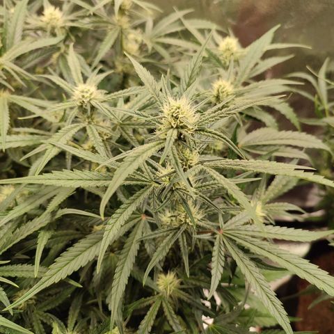 HulkBerry Automatic #1 growlog timeline photo