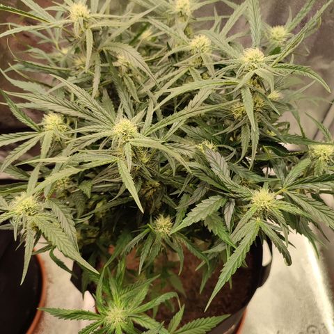 HulkBerry Automatic #2 growlog timeline photo