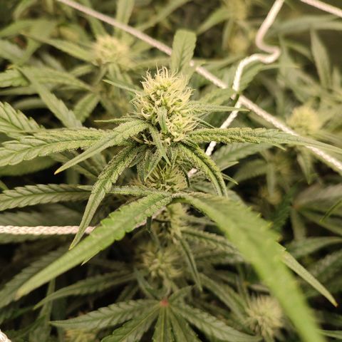 HulkBerry Automatic #1 growlog photo: I've learned so much about nature in the past 2 months