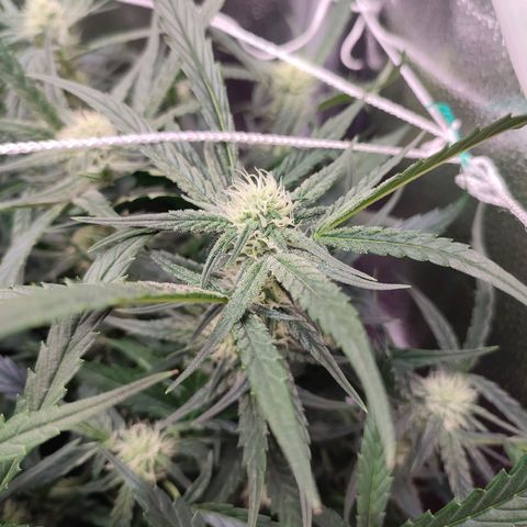 HulkBerry Automatic #2 growlog timeline photo