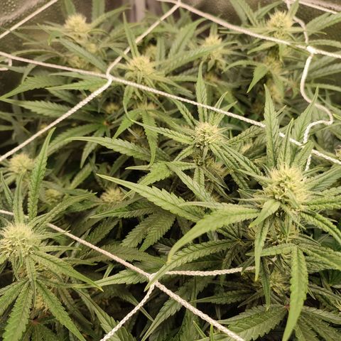 HulkBerry Automatic #1 growlog timeline photo