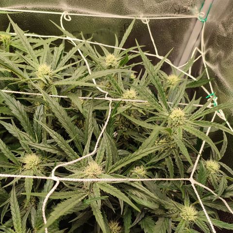 HulkBerry Automatic #2 growlog timeline photo