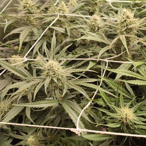 HulkBerry Automatic #1 growlog timeline photo