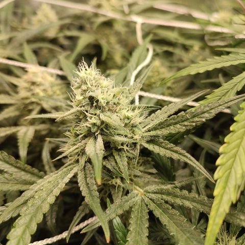HulkBerry Automatic #1 growlog timeline photo