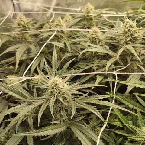 HulkBerry Automatic #1 growlog timeline photo