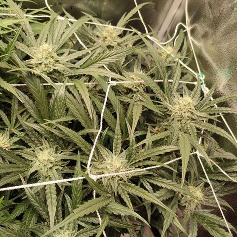 HulkBerry Automatic #2 growlog timeline photo
