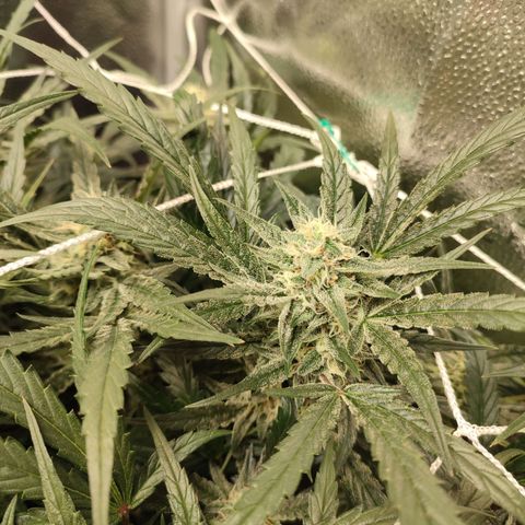 HulkBerry Automatic #2 growlog timeline photo