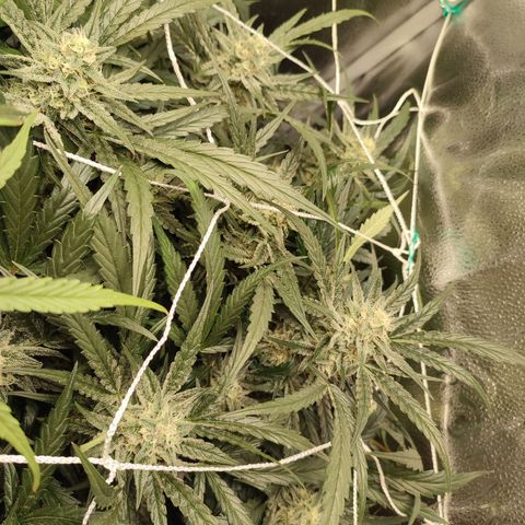 HulkBerry Automatic #2 growlog timeline photo