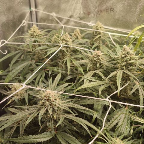 HulkBerry Automatic #1 growlog timeline photo