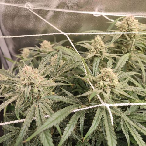 HulkBerry Automatic #1 growlog timeline photo