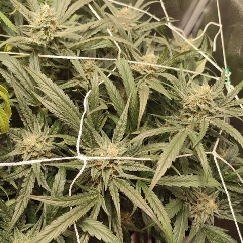 HulkBerry Automatic #2 growlog timeline photo