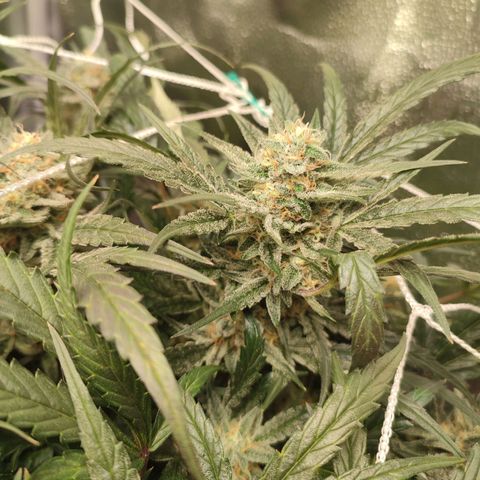 HulkBerry Automatic #2 growlog timeline photo