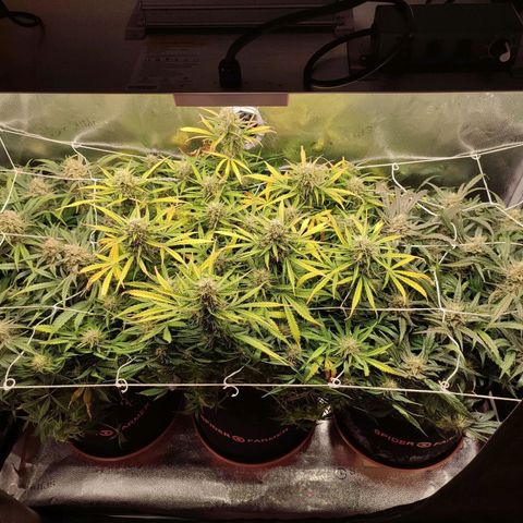 HulkBerry Automatic #1 growlog photo: So beautiful all together
Amazing hobby :)