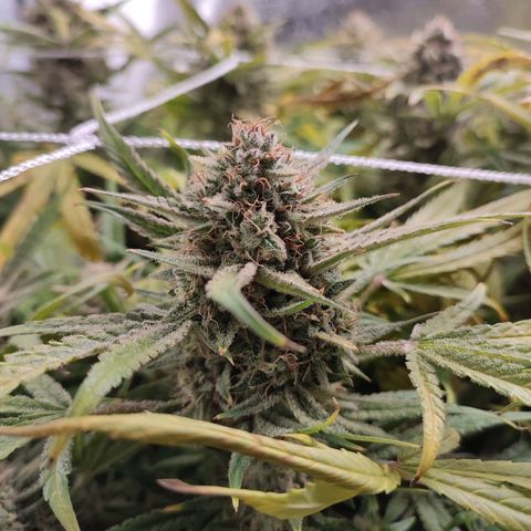HulkBerry Automatic #1 growlog timeline photo