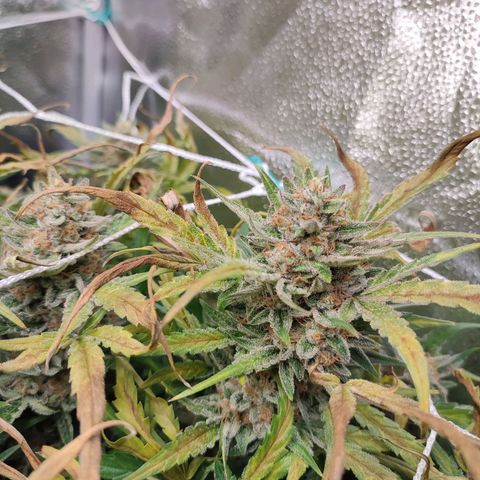 HulkBerry Automatic #2 growlog timeline photo