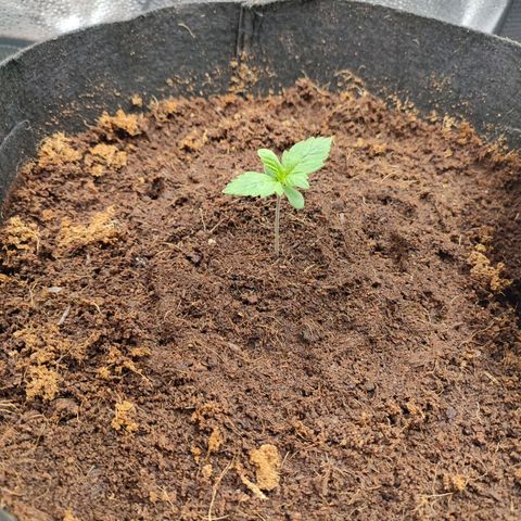 Dark Devil Auto #2 growlog timeline photo