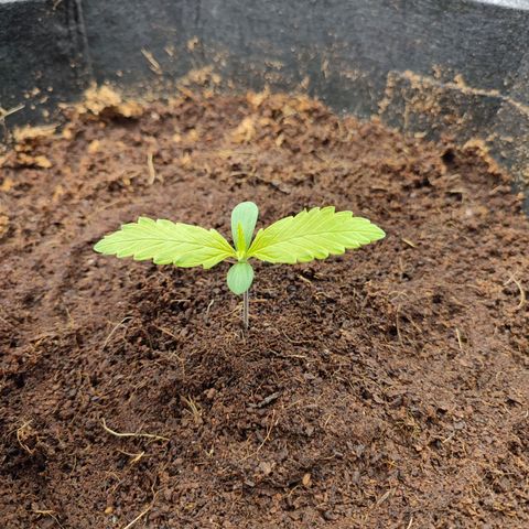 Dark Devil Auto #3 growlog photo: Some yellow color on the first leaves. Must have dropped a bit more nutrients than needed on this one. Only water from now on