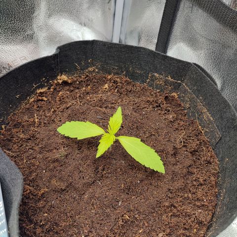 Dark Devil Auto #3 growlog photo: Some yellow colour remains. Trying to figure out how to make her happy
