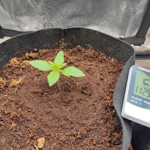 Dark Devil Auto #2 growlog timeline photo