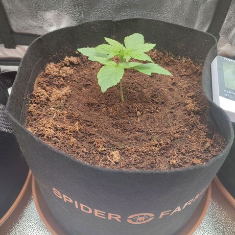 Dark Devil Auto #2 growlog photo: Thriving 