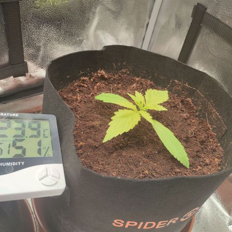 Dark Devil Auto #3 growlog photo: This is the longest boy out of all but totally discolored. Trying to figure out why