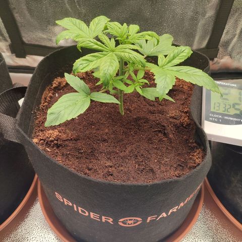 Dark Devil Auto #2 growlog photo: Amazing stretch! Showing some calmag deficiency. This one is doing solid work from the start