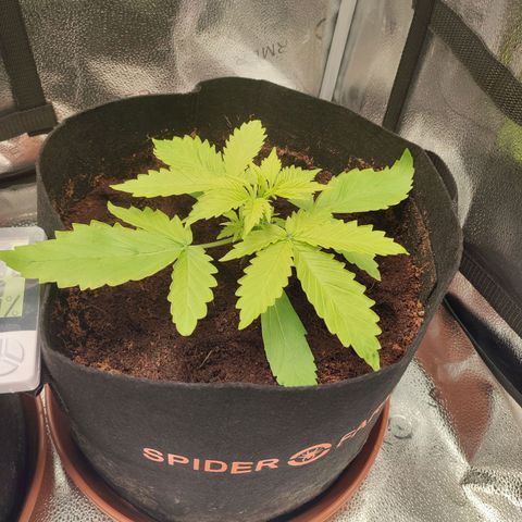 Dark Devil Auto #3 growlog photo: Longest leaves of all, but still somewhat yellowish. Hope it turns around :) 