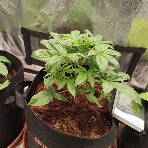 Dark Devil Auto #2 growlog timeline photo