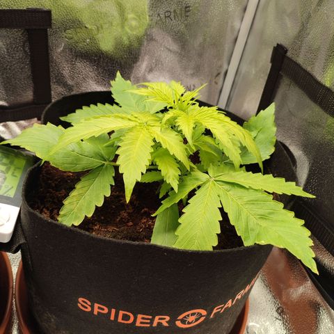 Dark Devil Auto #3 growlog timeline photo