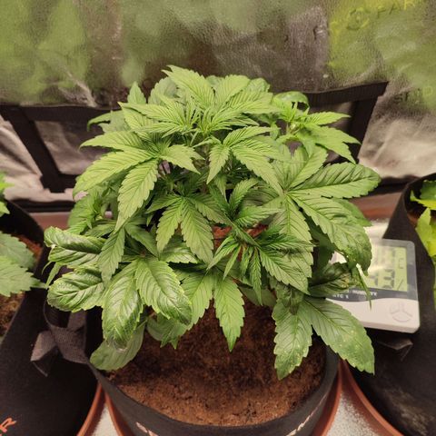 Dark Devil Auto #2 growlog timeline photo